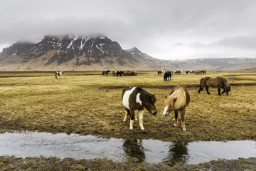 Horsees of Iceland - 171913988
