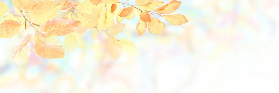 Soft autumn nature background