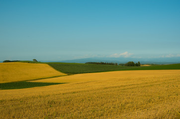 パッチワークの丘