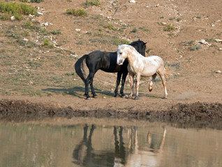 Wild Horses / Mustangs facing off before fighting in the Pryor Mountains Wild Horse Range on the state border of Wyoming and Montana United States
