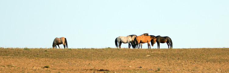 Naklejka na ściany i meble Wild Horses / Mustangs fighting in the Pryor Mountains Wild Horse Range on the state border of Wyoming and Montana United States