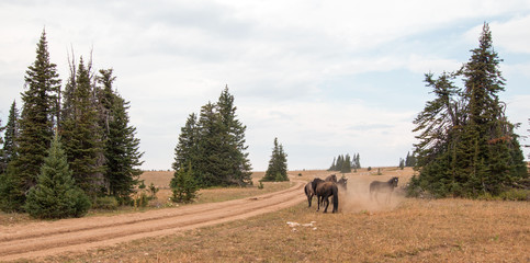Wild Horses / Mustangs fighting in the Pryor Mountains Wild Horse Range on the state border of...