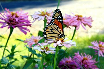 Monarch Butterfly