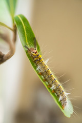 hairy caterpillar