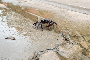 field crab