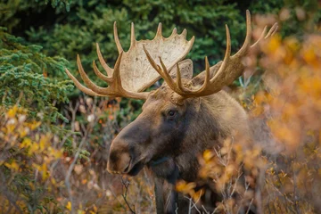 Acrylic prints Moose A moose bull in Denali NP, Alaska