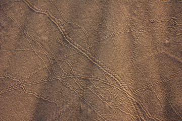 Sand Dune with Snake Tracks
