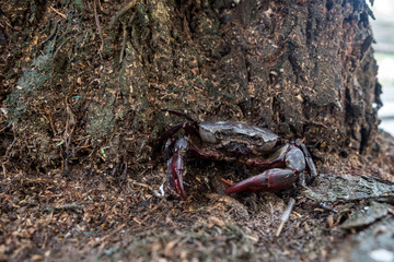 field crab