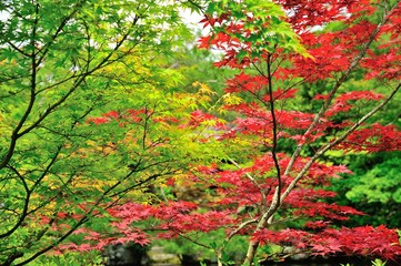 三色の紅葉