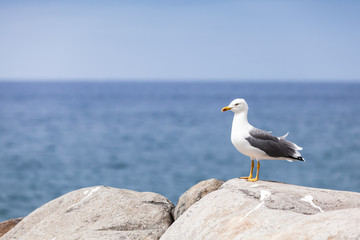 Fototapeta premium Glaucous Gull Larus hyperboreus