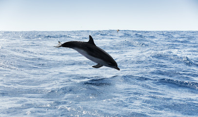 Common Dolphin jumps in Atlantic Ocean