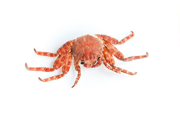 Red shore crab isolated on white