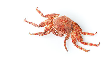 Red European Shore crab isolated on white