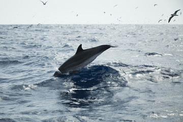 Common Dolphin swims in Atlantic Ocean
