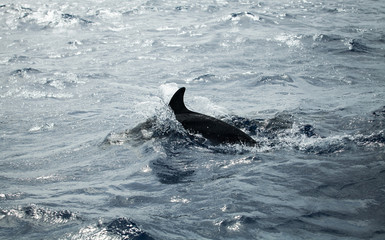 Common Dolphins back, Atlantic Ocean