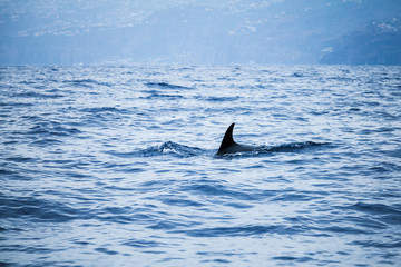 Fin of Сommon Dolphin swimming in Ocean