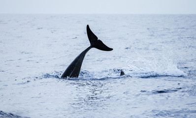 Tail of Common Dolphin. Atlantic Ocean