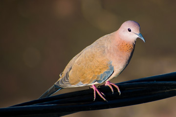 Bird with beautiful eyes