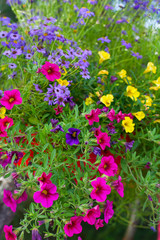 colorful flowers in summer