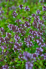 thyme blossoms