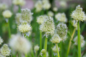 onion flowers close up