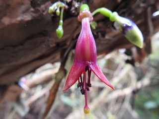 Tree fuchsia flower