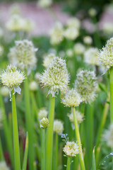 onion flowers close up