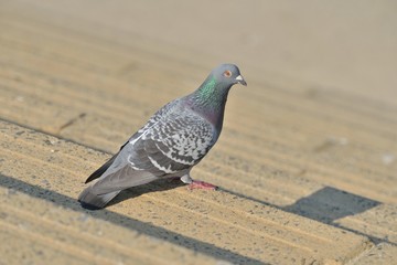 鳩