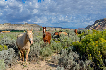 grazing brown and palomino horses among flowering sagebrush in the valley of Paria...