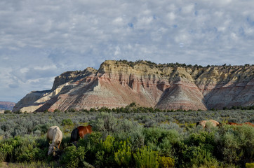 brown and palomino horses grazing among flowering sagebrush in the valley of Paria river
Cannonville, Garfield county, Utah, USA