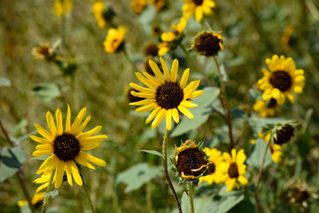 Sunflowers