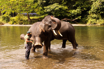 Naklejka premium swimming Sumatran elephants Tangkahan, Sumatra, Indonesia