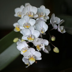 Isolated Squared View of Spray of Miniature White Orchid Phalaenopsis  (Moth Orchids)