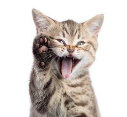 Funny cat portrait with open mouth and raised paw isolated