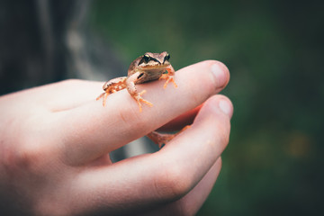 A frog on the hand of a child.