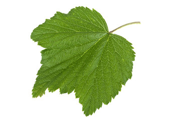 Currant leaf isolated on a white background