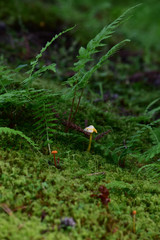 苔の日本庭園の小さなキノコ