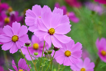 Obraz premium 満開のコスモス