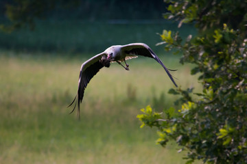 Wildlife photo of flying stork in summer morning, Marchegg, Austria