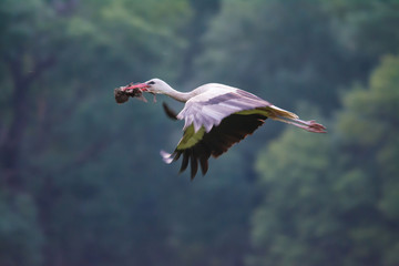 Wildlife photo of flying stork in summer morning, Marchegg, Austria
