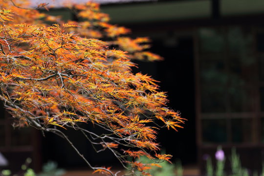 秋の紅葉