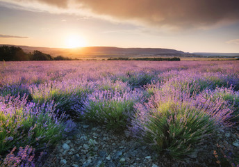 Naklejka na ściany i meble Lavender in the mountain valley during sunset. Beautiful natural landscape in the summer time