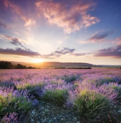 Wall murals Summer Lavender in the mountain valley during sunset. Beautiful natural landscape in the summer time