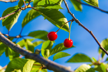 Cherry on a branch