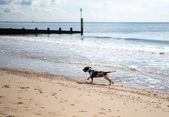Spaniel runs on the beach