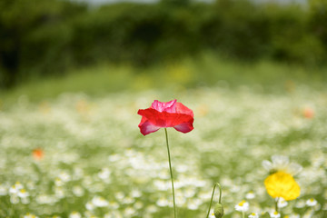 Obraz premium 主演女優