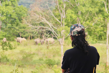 A ranger is observing the cluster of wild Asian elephant. Asian elephants in the wild. 