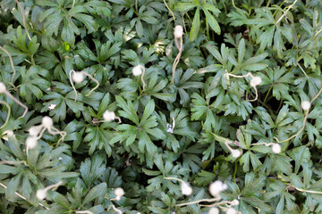 Background of green leaves