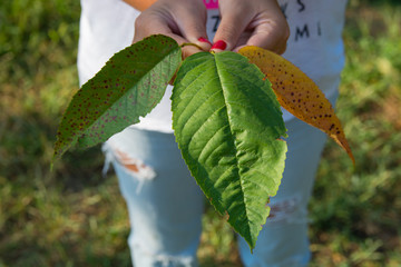 cherry leaves