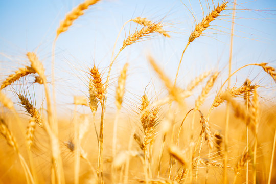 Image of ripe wheat in field